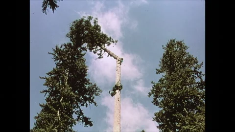 Lumberjack Climbs And Cuts Huge Tree In Forest Stock Footage 155455436