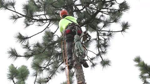 Lumberjack climbs tree and trims limbs at 65 ft Stock Footage 65168209