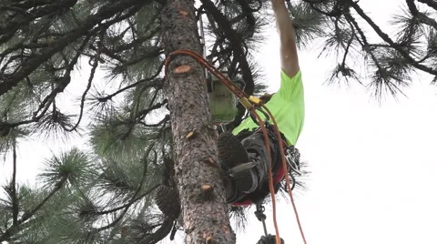 Lumberjack climbs tree and trims limbs at 50 ft Stock Footage 65168235