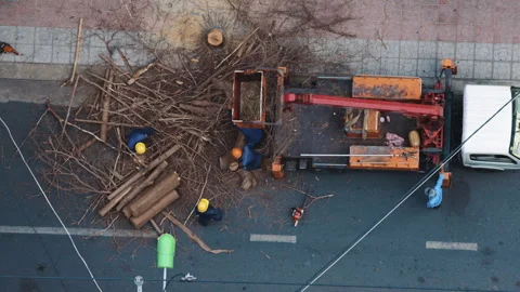 Lumberjack crew cutting tree in urban street Vídeos de archivo 338001665