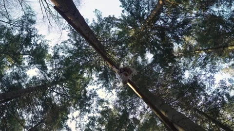 Lumberjack cuts down a large pine tree in a forest Stock Footage 293082245