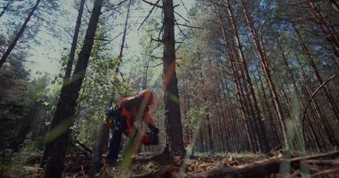 A lumberjack cuts down a tree with a chainsaw. Manual forest felling. A cut tree Stockbeeldmateriaal 159504338