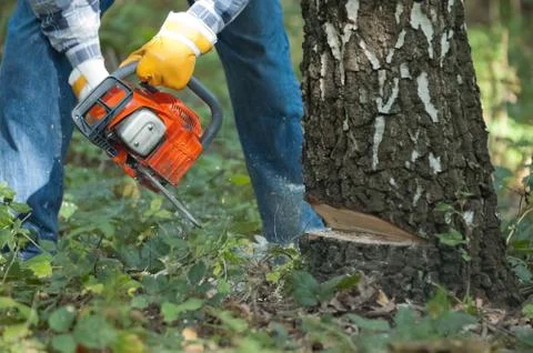 Lumberjack cuts down the tree by the chainsaw Stock Photos