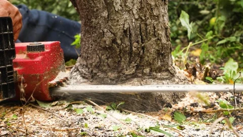 A lumberjack cuts down a tree in the forest with a saw. The concept of sanitary Video stock 251700201