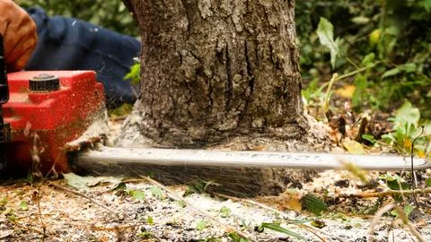 A lumberjack cuts down a tree in the forest with a saw. The concept of sanitary Stock Photos