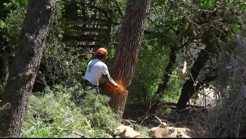 Lumberjack cuts pine tree with chainsaw  Видео 1519037