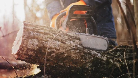 Lumberjack cuts tree with a chainsaw, close-up Stock Footage 120465318
