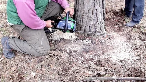 Lumberjack cuts a tree to the ground by a chainsaw Video stock 109282946