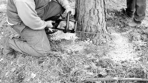Lumberjack cuts a tree to the ground by a chainsaw Video stock 109283051