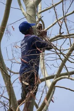 Lumberjack cutting big tree Stock Photos