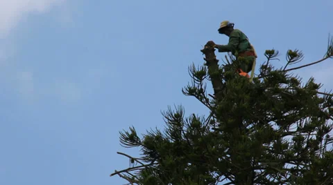 Lumberjack cutting down tall tree Stock Footage 35392765