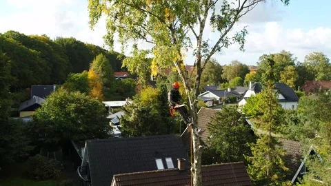 Lumberjack cutting down tree drone footage by DroneRune Stock Footage 126655310