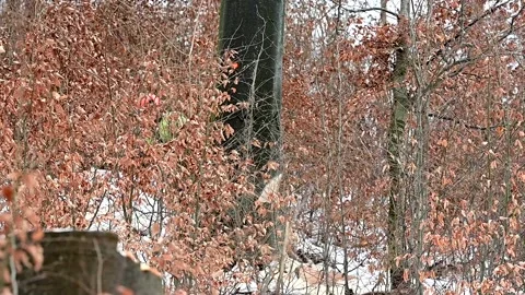 Lumberjack cutting down a tree in the forest. The Carpathian Monutains Stock Footage 228113016