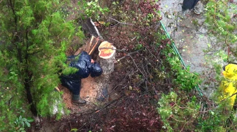 Lumberjack cutting fallen tree after rain storm, bad weather, windy day 스톡 동영상 35185953