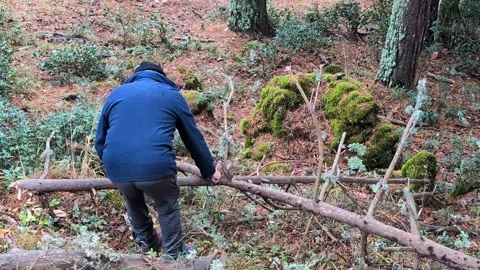 Lumberjack cutting fallen tree branch with an axe Stock Footage 325529420