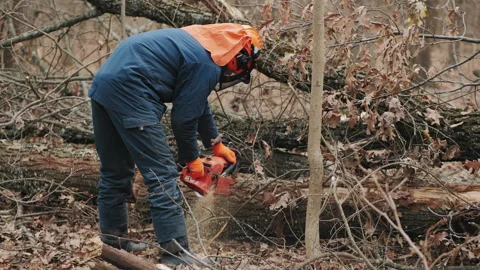 Lumberjack cutting fallen tree with chainsaw in forest Stock Footage 316471746