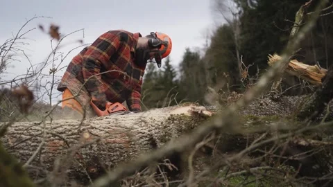 Lumberjack cutting fallen tree with chainsaw in forest wearing safety gear Stock Footage 319000246