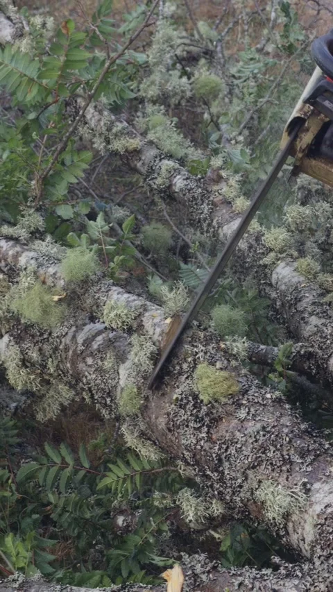 Lumberjack cutting a mossy log with a chainsaw Stock Footage 342554929