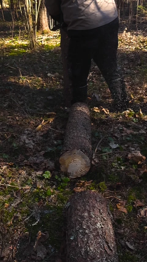 Lumberjack Cutting a Pine Tree Log with a Chainsaw in the Forest Stock Footage 333132133