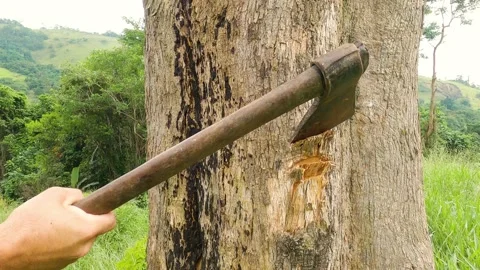 Lumberjack cutting tree with axe. Close up shot of an ax cutting tree. Stock Footage 168538451