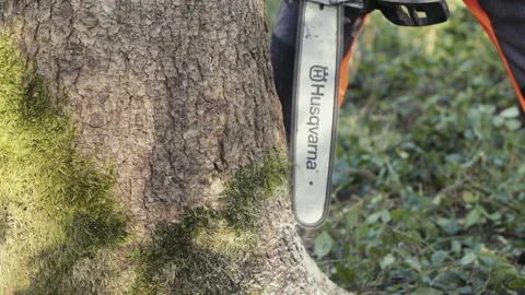 Lumberjack cutting tree with a chainsaw Stock Footage 201098537