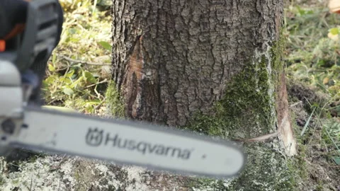 Lumberjack cutting tree with a chainsaw Stock Footage 201100675