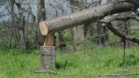 Lumberjack Cutting Tree with Chainsaw in Forest Spring Woodcutting 4K Video stock 306008417