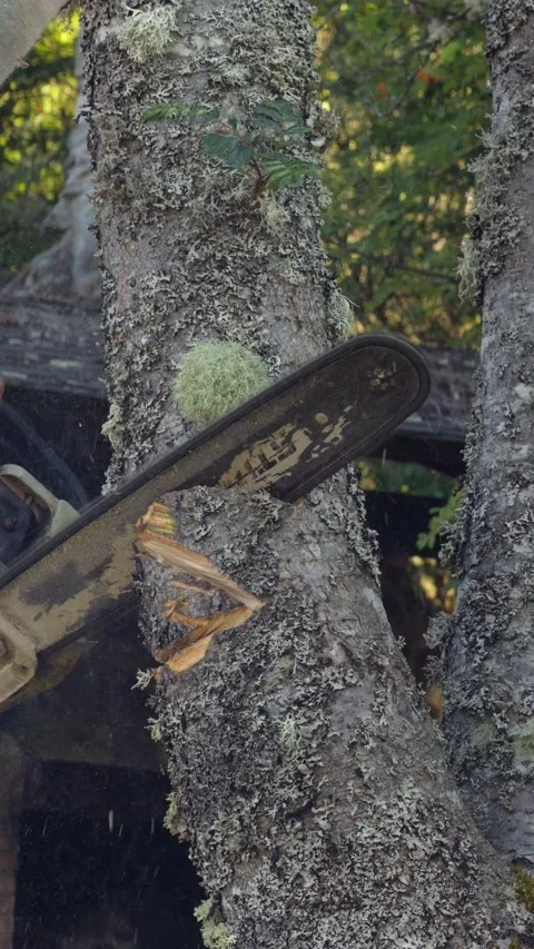 Lumberjack cutting a tree with a chainsaw in the forest Stock Footage 342554890