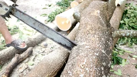 Lumberjack is cutting a tree with a chainsaw Man using chainsaw to cut tree 스톡 동영상 336569942