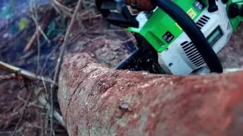 Lumberjack is cutting a tree with a chainsaw Man using chainsaw to cut tree Stock-Footage 336570450