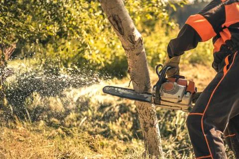 Lumberjack cutting tree with a chainsaw Stock Photos