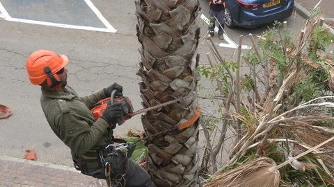 Lumberjack cutting a tree with chainsaw, the tree was too tall Stockbeeldmateriaal 124127474