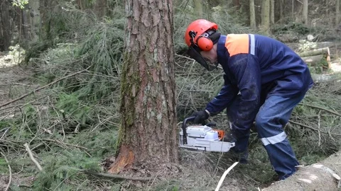 Lumberjack cutting tree in forest Stock Footage 84117148
