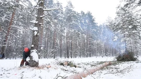 Lumberjack cutting tree in snow winter forest. Logging Stock Footage 84118294