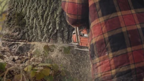 Lumberjack cutting tree trunk with chainsaw in forest clearing Stock Footage 319000259
