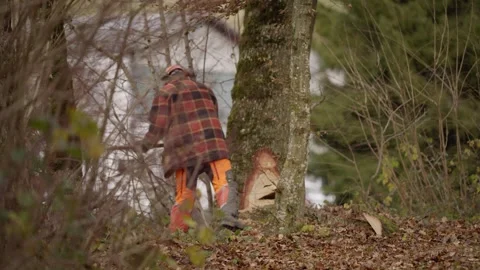 Lumberjack cutting tree trunk with chainsaw in forest clearing Stock Footage 319000361