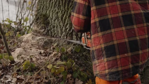 Lumberjack cutting tree trunk with chainsaw in forest clearing Stock Footage 319000362