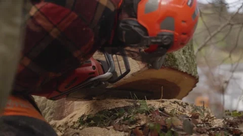 Lumberjack cutting tree trunk with chainsaw in forest clearing Stock Footage 319000587