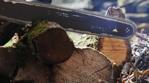 Lumberjack Cutting a Tree Trunk Stock Footage 75467156