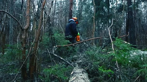 Lumberjack doing forestry work by cutting fallen timber with a chainsaw in a Stock Footage 321321962