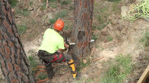 Lumberjack felling tree after making it safe Stock Footage 65168743