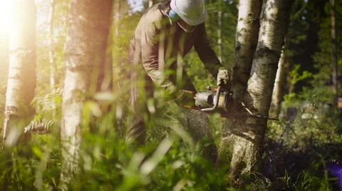 Lumberjack is Felling Tree with Chainsaw Stock Footage 53437073
