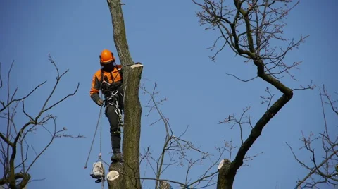 Lumberjack 库存影片 4704565