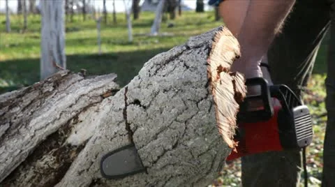 Lumberjack Stock Footage 24658343