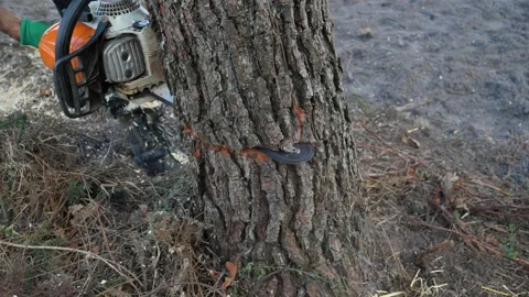 Lumberjack Vidéo 153553736