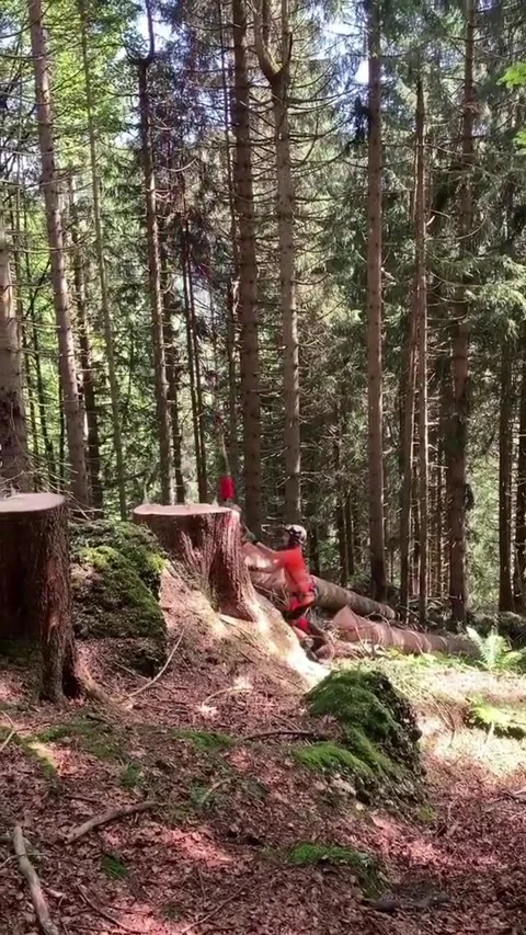 Lumberjack Video stock 230438865