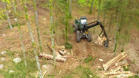 Lumberjack in forest. Stock Footage 132007197