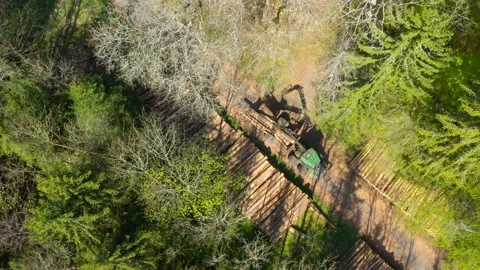 Lumberjack in forest. Stock-Footage 132011659