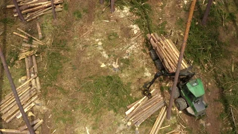 Lumberjack in forest. Stock Footage 132012116