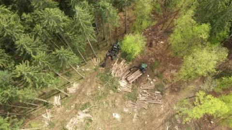 Lumberjack in forest. Stock Footage 132012658